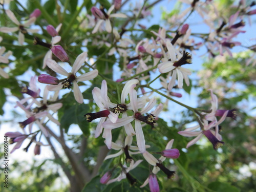 Strani fiori photo