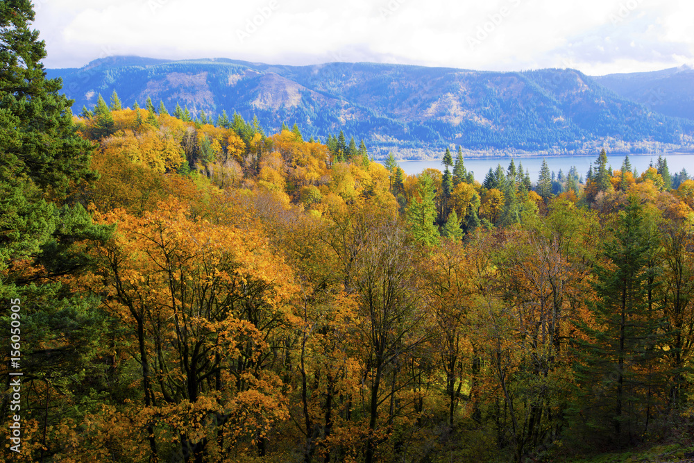 Beautiful yellow forest autumn in Columbia River Gorge Recreation Area