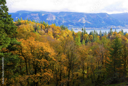 Beautiful yellow forest autumn in Columbia River Gorge Recreation Area