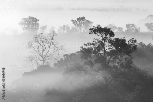 black and white Misty Clouds beautiful Foggy forest during sunrise mountains