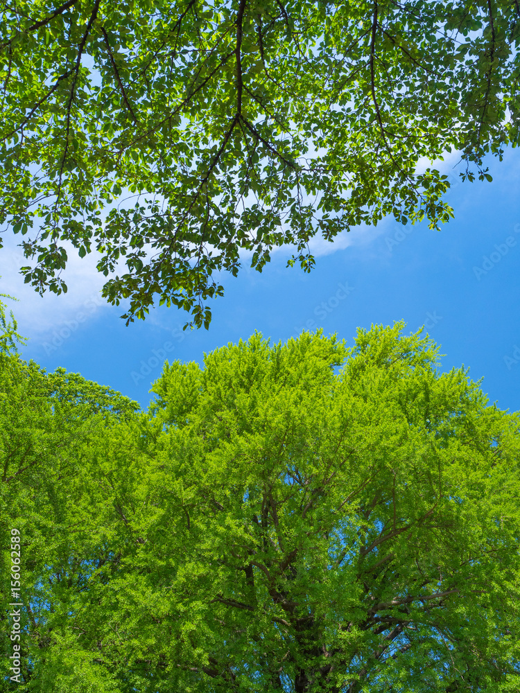 新緑のイチョウ