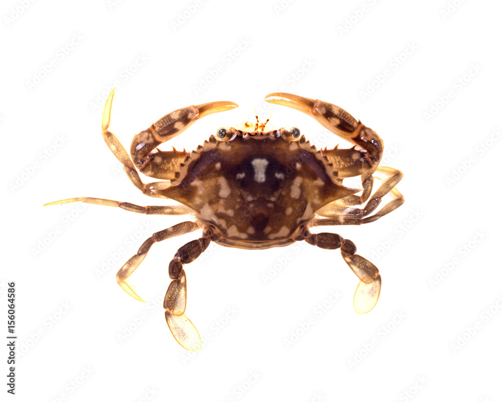 The orange-brown carapace, claws, and legs of the Sargassum Swimming Crab blends in with the coloration of Sargassum seaweed. Isolated on white background