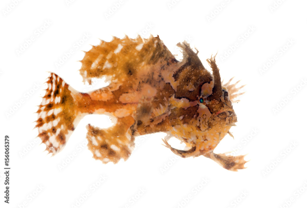 The sargassum fish, anglerfish, or frog fish, Histrio histrio. A well-camouflaged fish. Isolated on white background