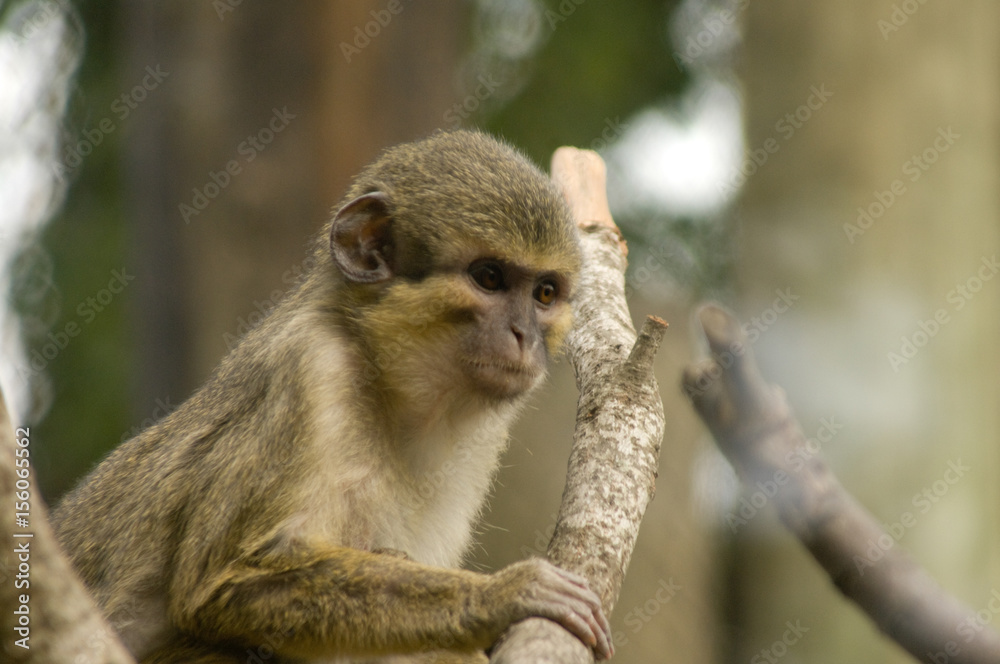 Obraz premium Monkey in a Tree