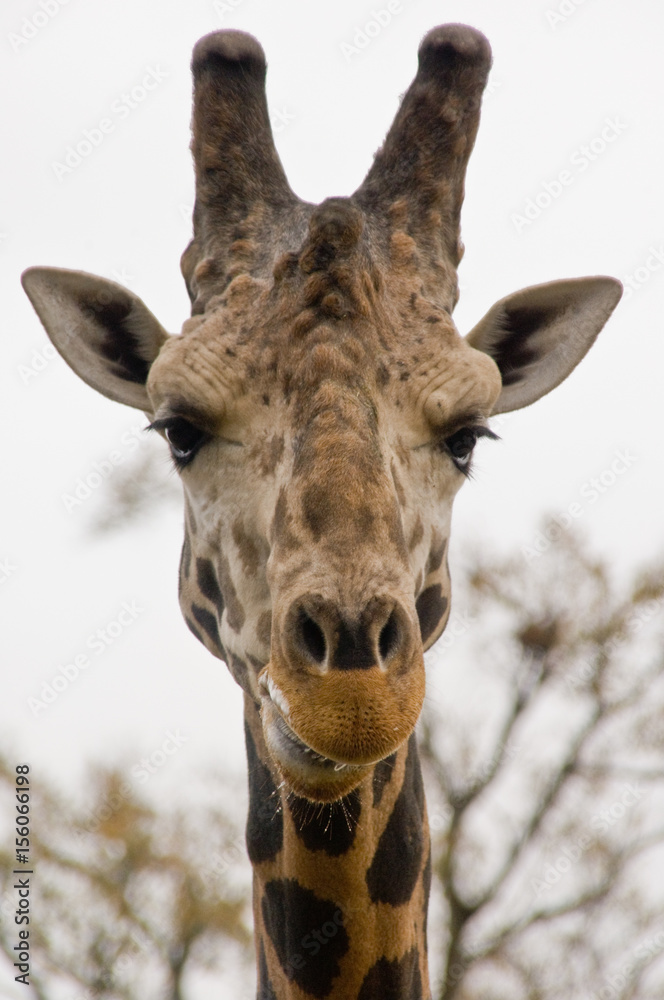 Naklejka premium Giraffe Head