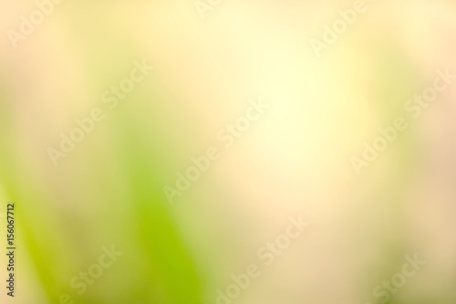 Abstract blur of colorful flowers