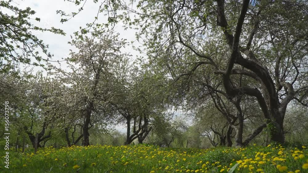 stroll through the blossoming Apple orchard stroll through the blossoming Apple orchard