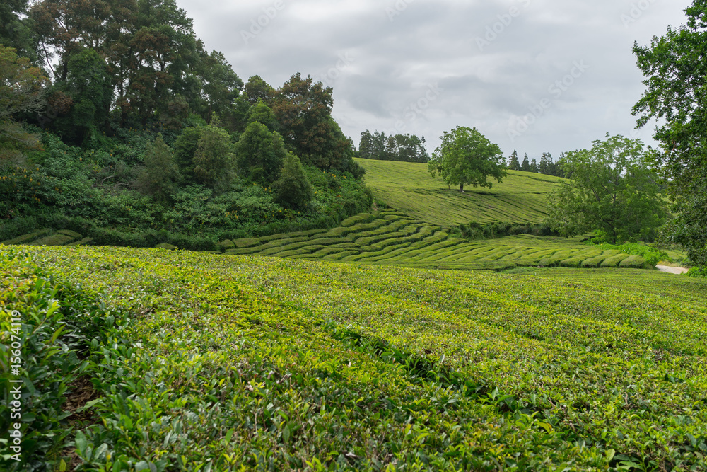 Cha Gorreana tea plantation in Sao Miguel, Azores, Portugal Cha Gorreana tea plantation in Sao Miguel, Azores, Portugal