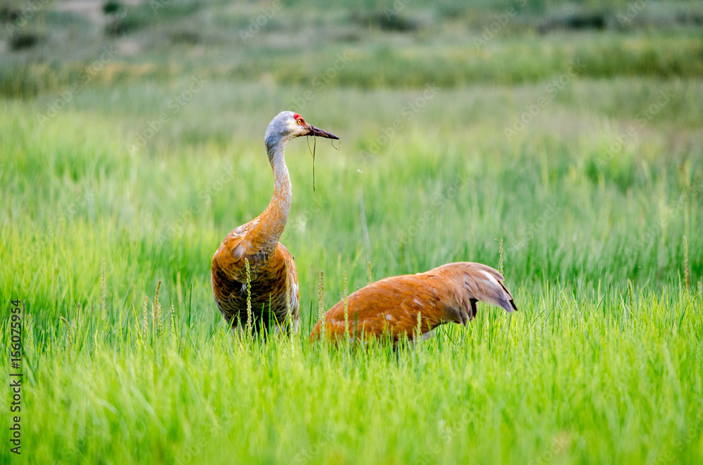 Sandhill Crane