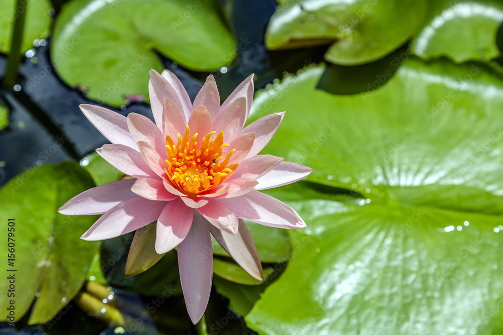 Beautiful blooming pink water lily (lotus) with a foraging bee , blurred lotus leaves in background with bokeh in the pond , take photo from Thailand. Beautiful blooming pink water lily (lotus) with a foraging bee , blurred lotus leaves in background with bokeh in the pond , take photo from Thailand.