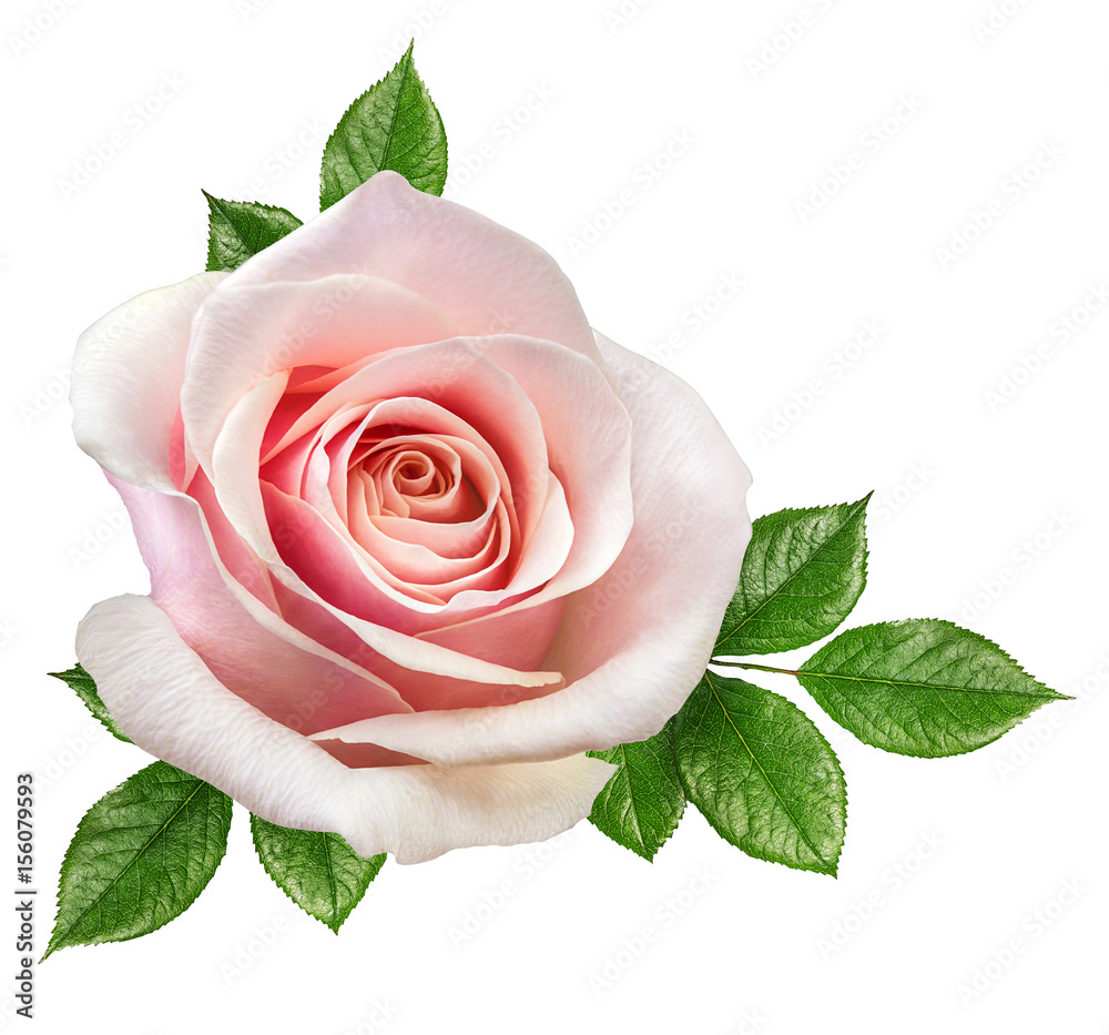 Fototapeta premium rose isolated on the white