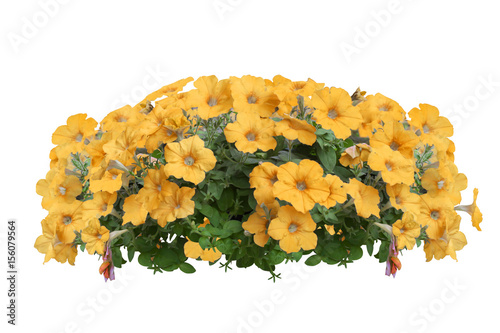 Fototapeta Naklejka Na Ścianę i Meble -  purple flower bush tree isolated with clipping path