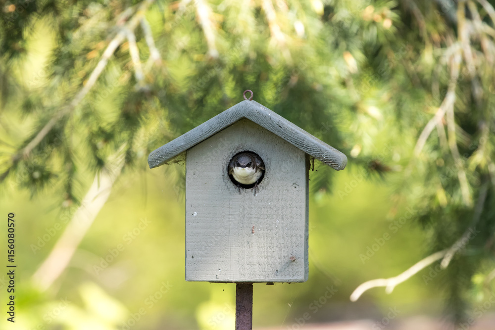 tree swallow and birdhouse