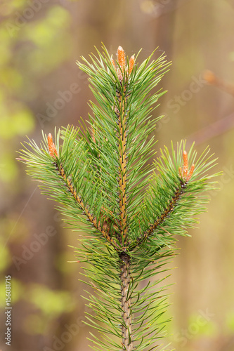 Spring branch of a pine
