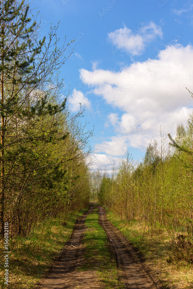 Road in the forest Road in the forest