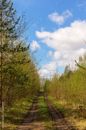 Fototapeta Naklejka Na Ścianę i Meble -  Road in the forest