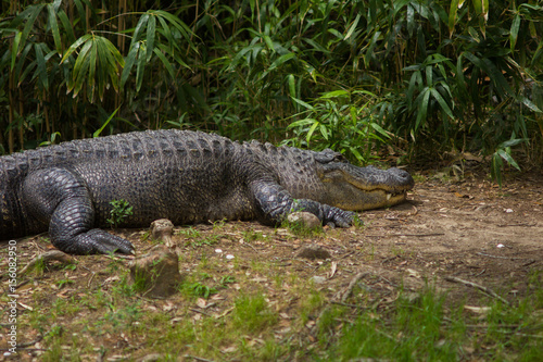 Alligator Sunbathing