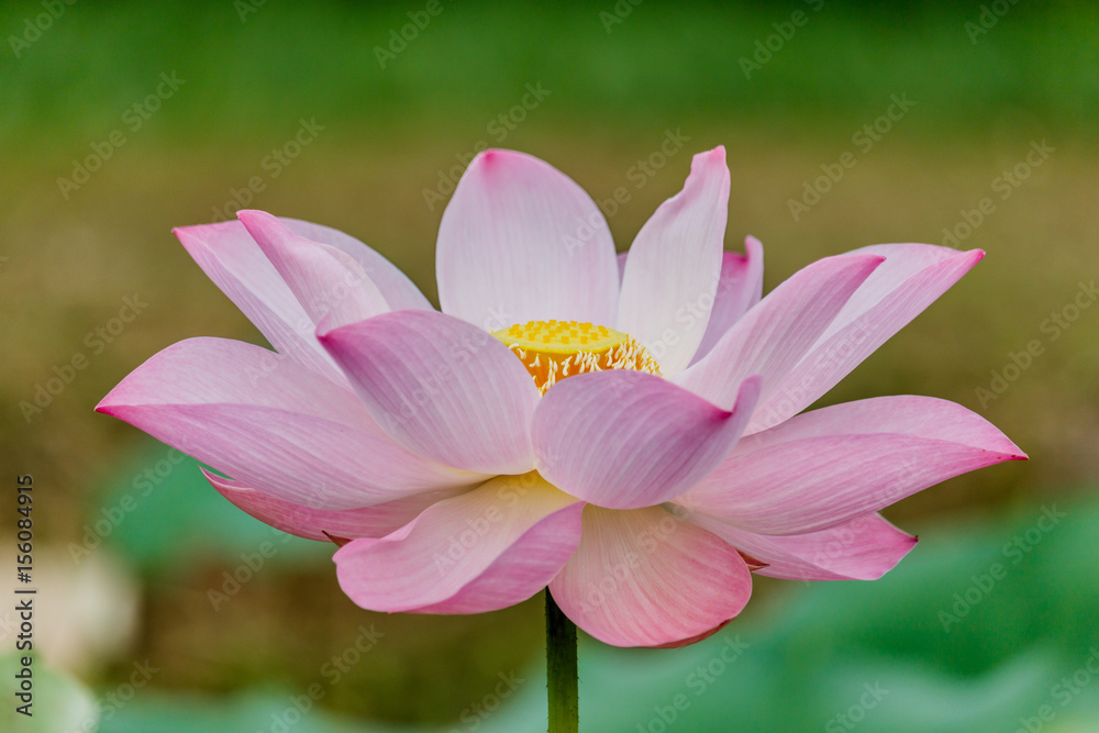 beautiful pink waterlily or lotus flower in pond beautiful pink waterlily or lotus flower in pond