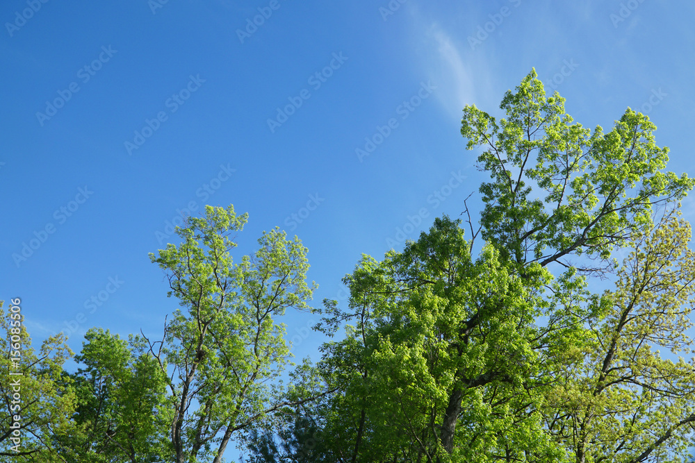 Fototapeta premium spring green tree in sunny day under blue sky