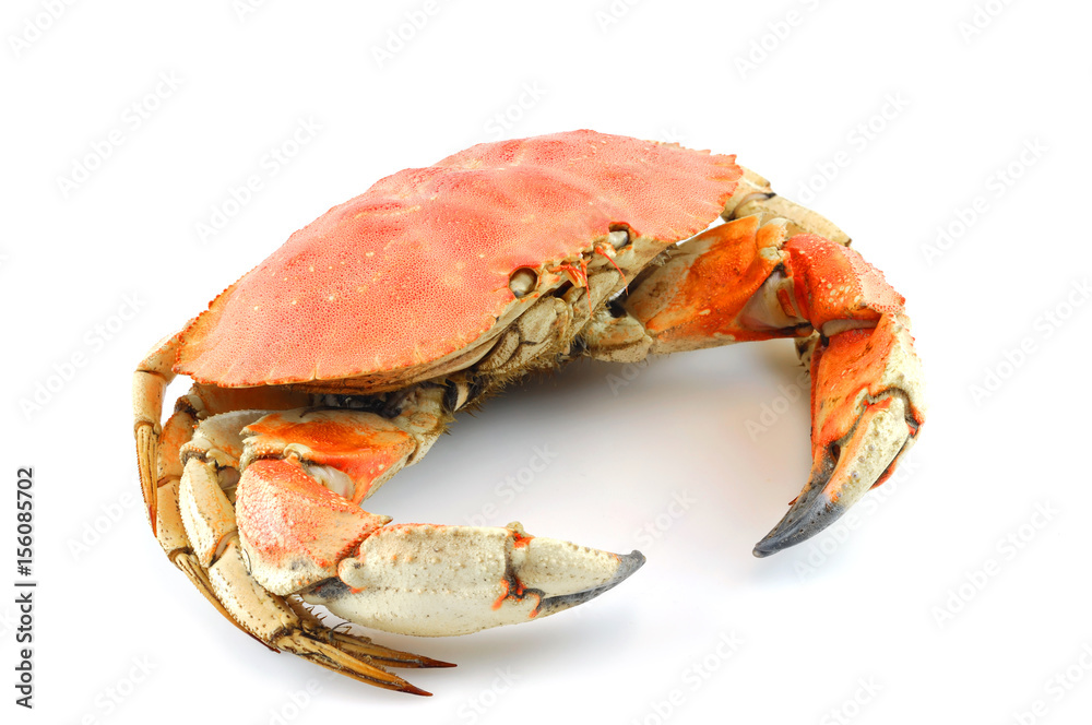 single steamed crab isolated on white background