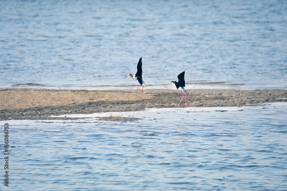 Fototapeta premium The sea bird