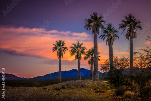 Sunset and Palmtrees, Coyote Springs Nevada