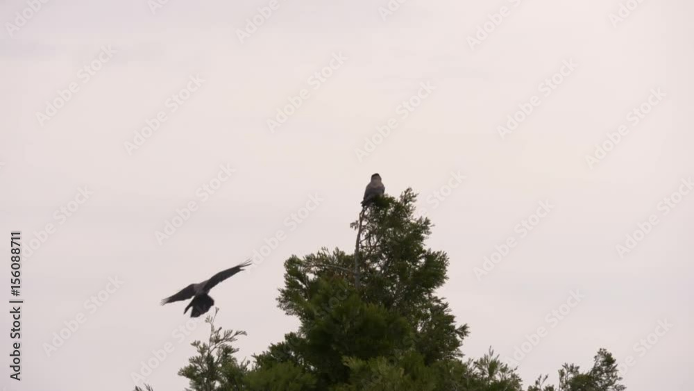 The crow flies on top of a tree, in slow motion
The crow flies on top of a tree, in slow motion