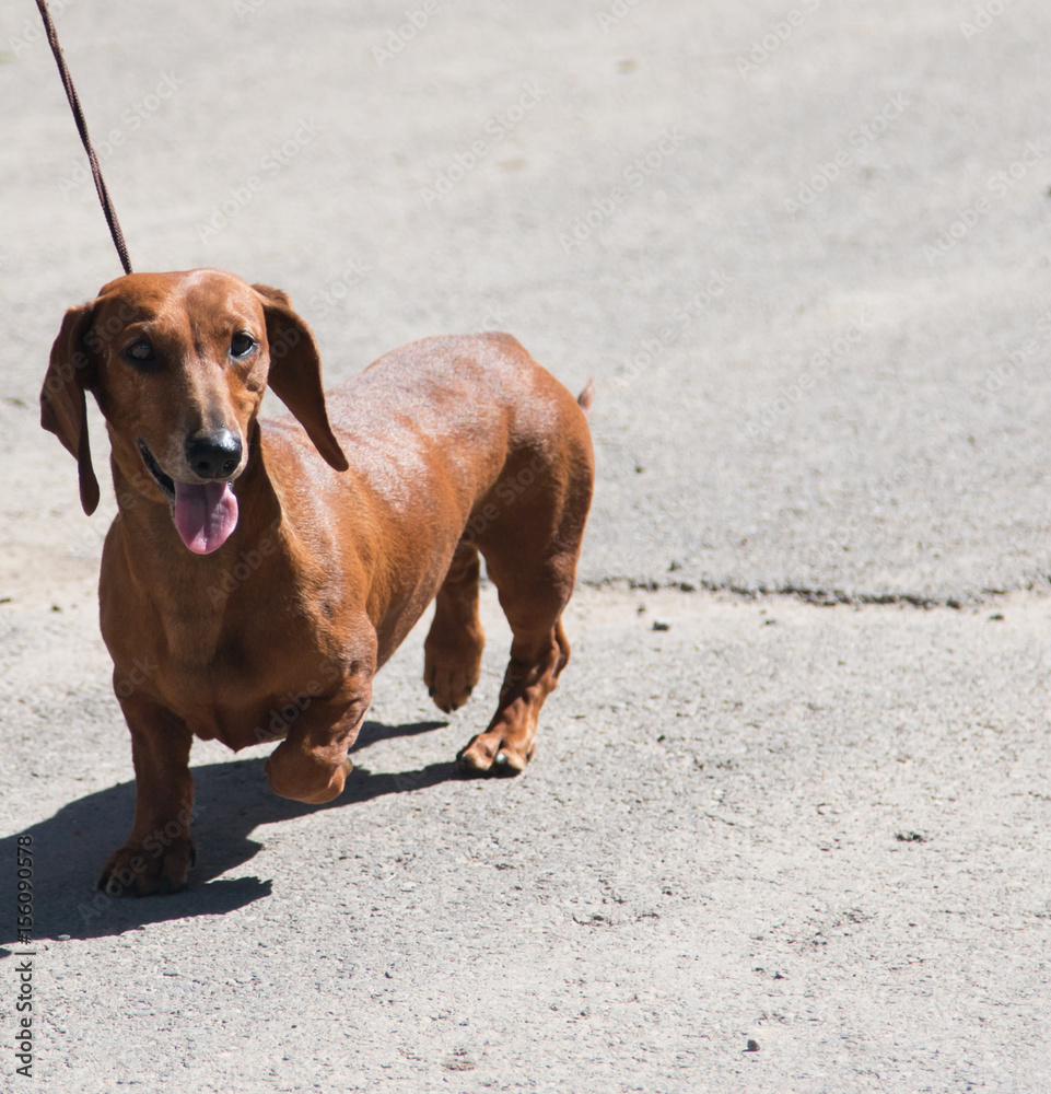 Dog of the breed of dachshund