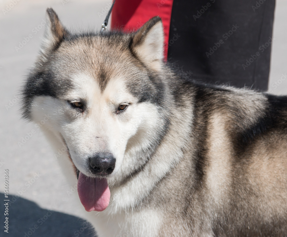 Husky dog Husky dog