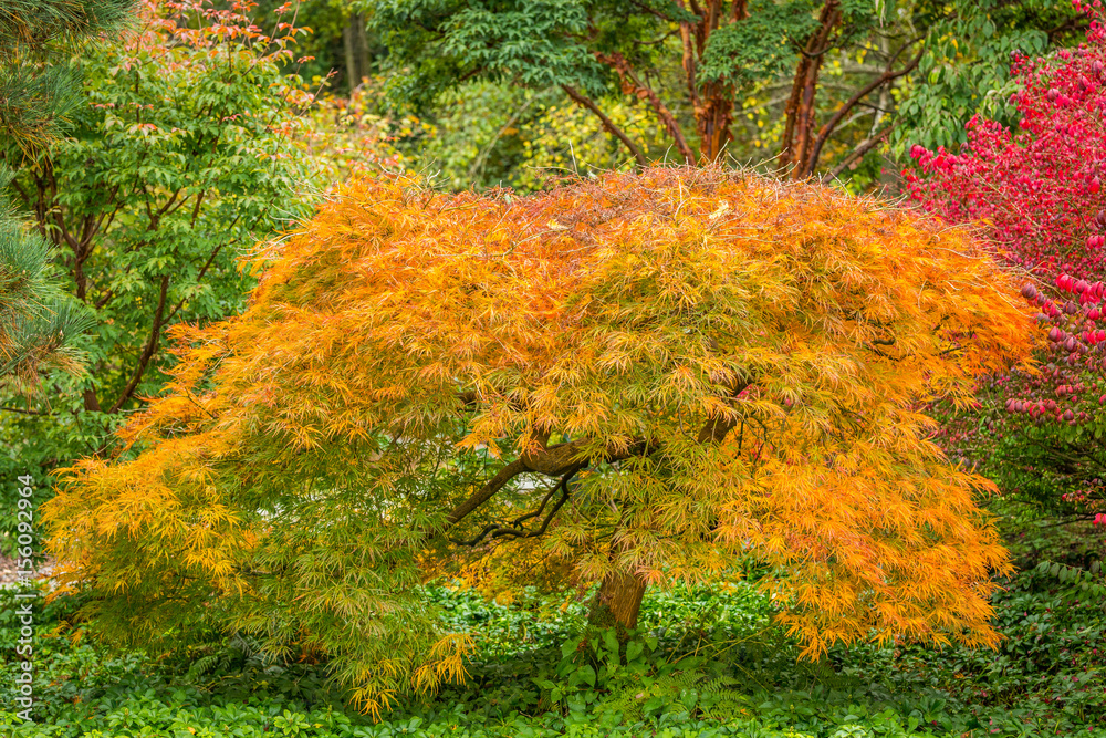 Amazing autumn foliage. Japanese maple tree. Kubota Garden, Seattle, USA