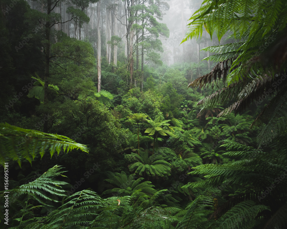 Fototapeta Bujny las deszczowy z porannej mgle