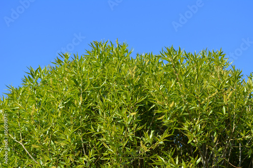 Green willow foliage against blue sky. Branches with young leaves in spring.