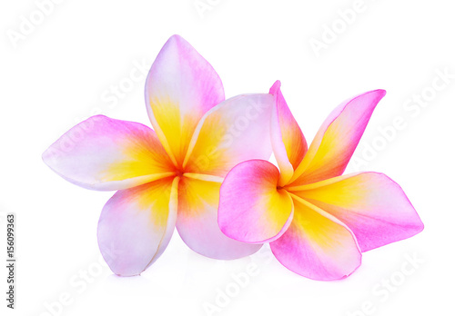 frangipani or plumeria (tropical flowers) isolated on white background