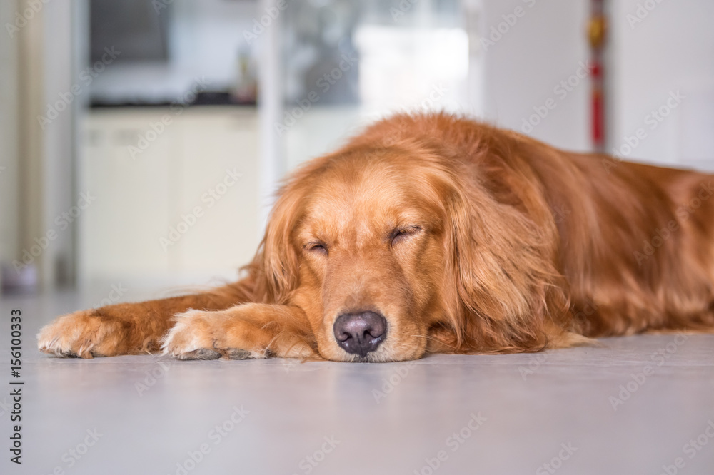 Golden Retriever to lie on the ground