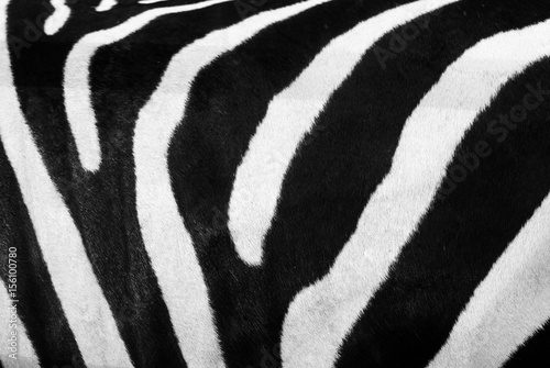 Zebra pattern closeup