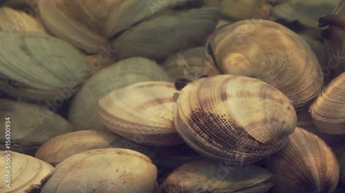 Clams in restaurant aquarium tank for sale to diners stock footage video