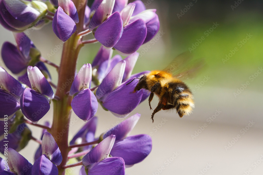 Bumblebee Bumblebee