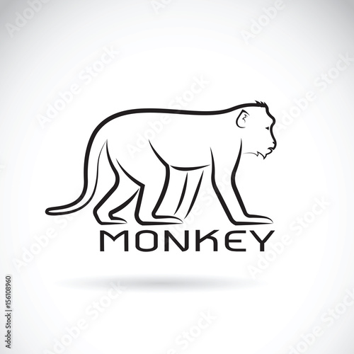 Vector of a monkey on white background. Wild Animal