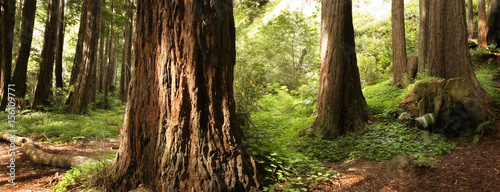 Panoramic scene of a redwood forest