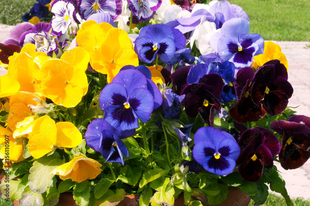 Colorful Pansies flowers in the park