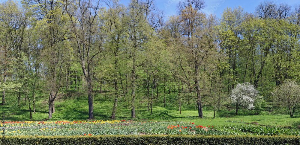 Plantations of the blossoming spring tulips on a solar forest glade