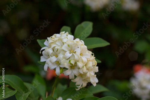 Philippine national flower is the gardenia flower glass or Sampaguita Jasmine flowers