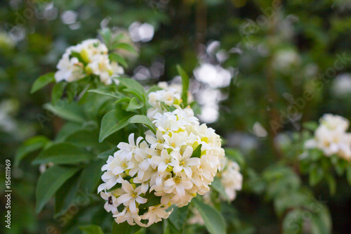 Philippine national flower is the gardenia flower glass or Sampaguita Jasmine flowers
