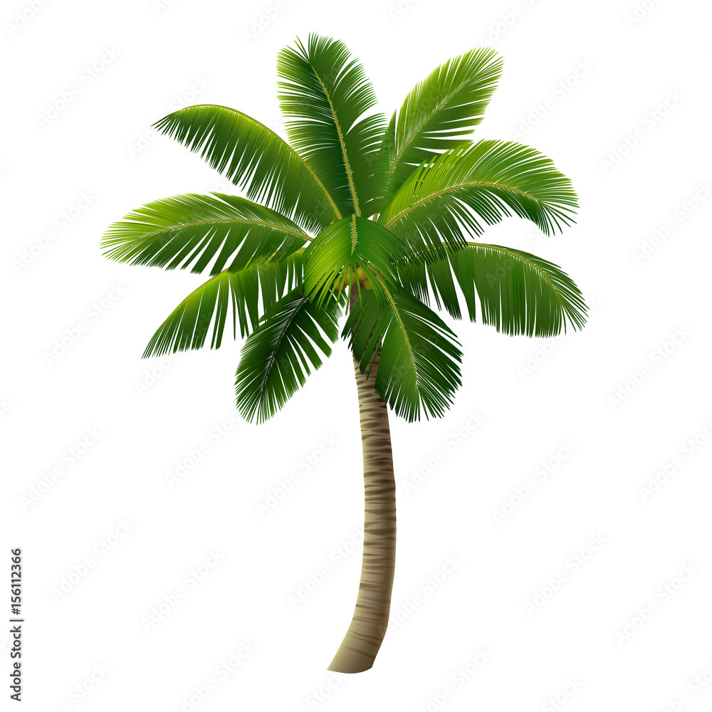 Naklejka premium A coconut palm (a coconut tree) isolated on white background. Vector illustration.