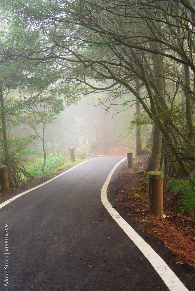 Obraz premium Nature background in Alishan National Park, Taiwan on a wet and foggy morning