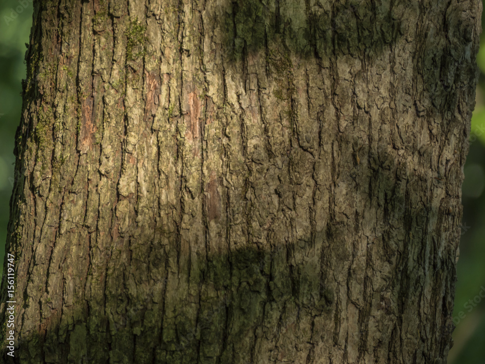 Obraz premium tree bark texture closeup and sun