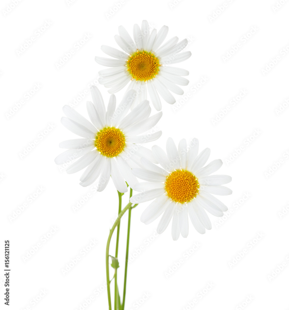 Naklejka premium Three flowers of Chamomiles ( Ox-Eye Daisy ) isolated on a white background