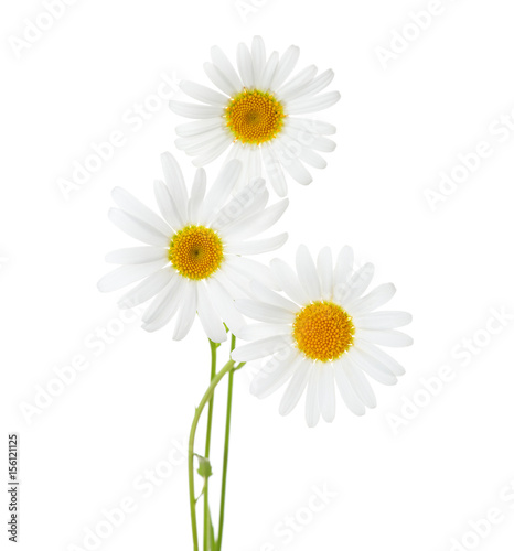 Three flowers of Chamomiles    Ox-Eye Daisy   isolated on a white background