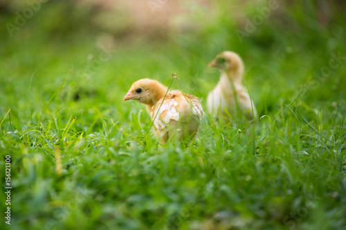 a small yellow chick walks across the yard