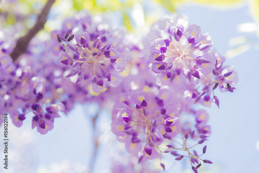 藤の花 藤の花